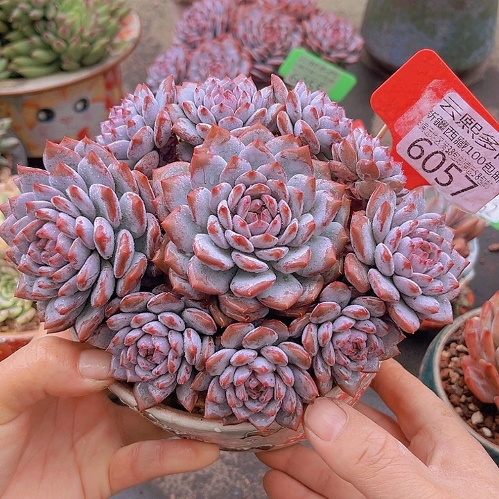 6057星星橙。