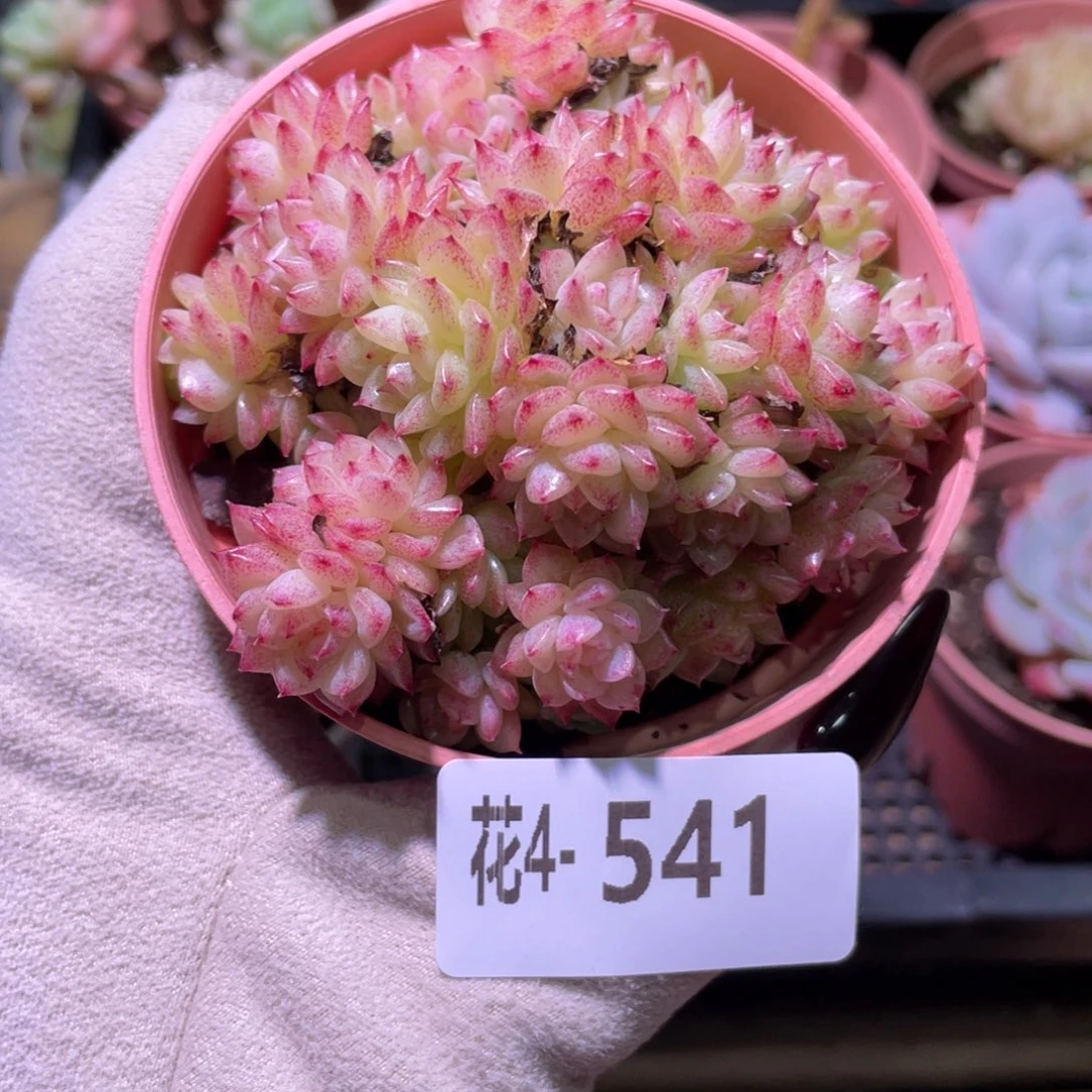 花利美4-541麦秆群