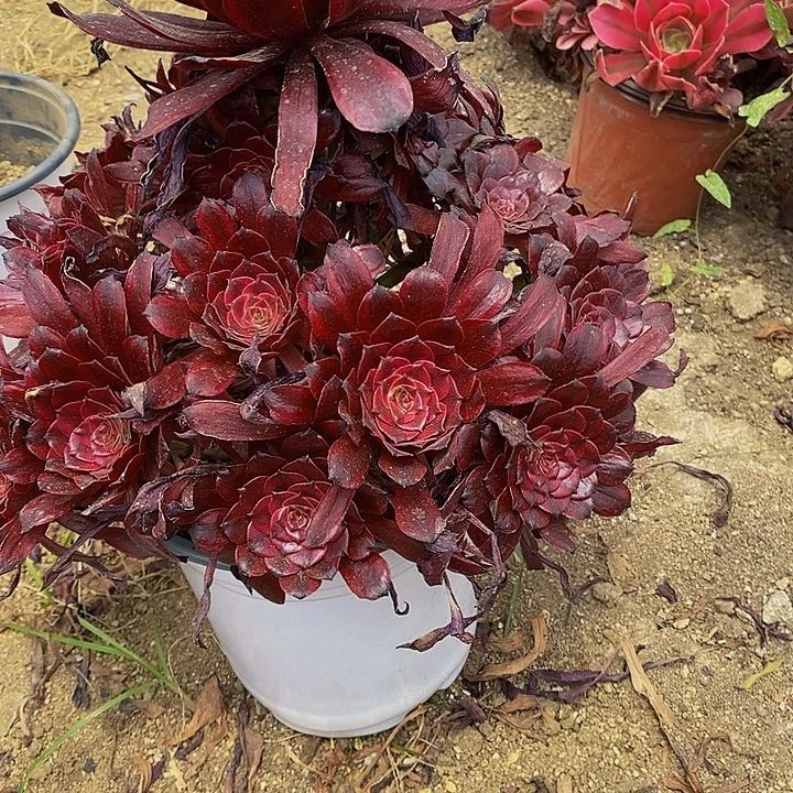 多肉美辑356多肉多头