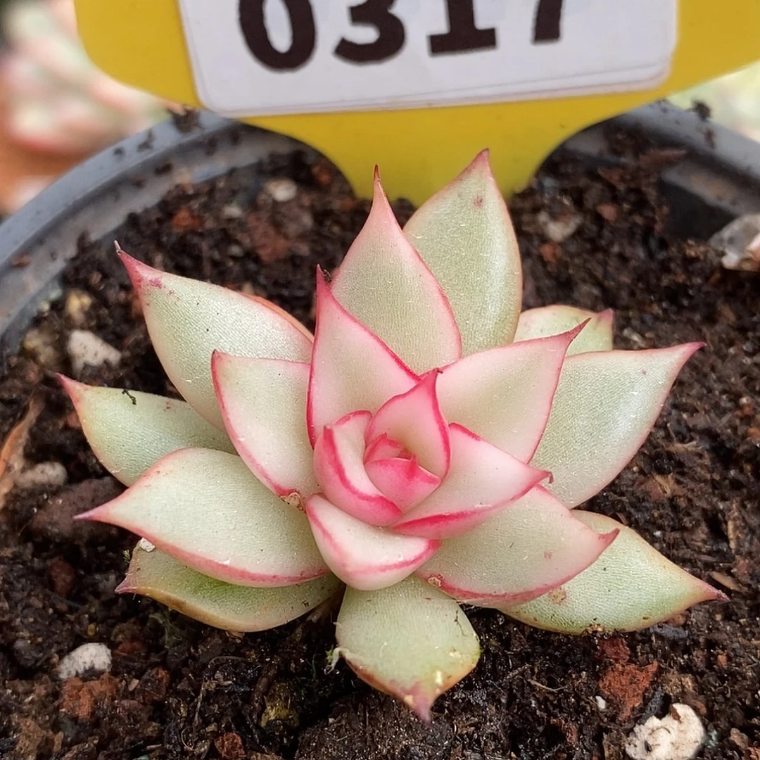 317吉赛儿哈哈哈哈哈哈