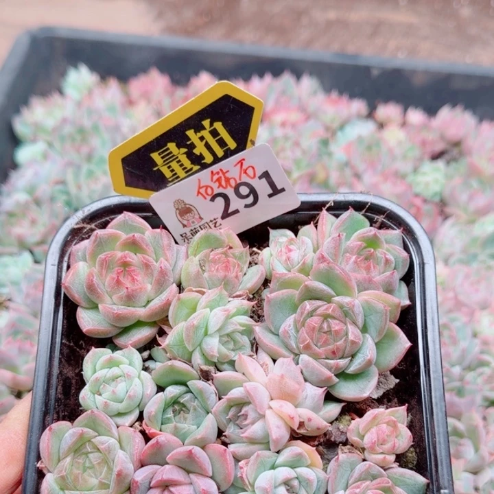 多肉植物多肉植物