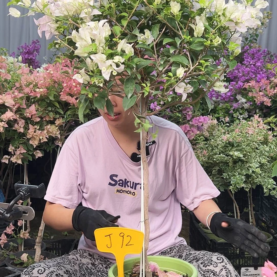 堂***堂大部分花苞少量开放J92苹果花