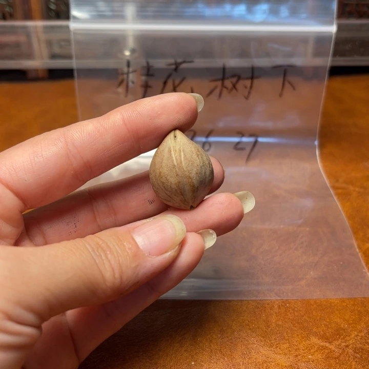 桂***下手串/手链橄榄核素串