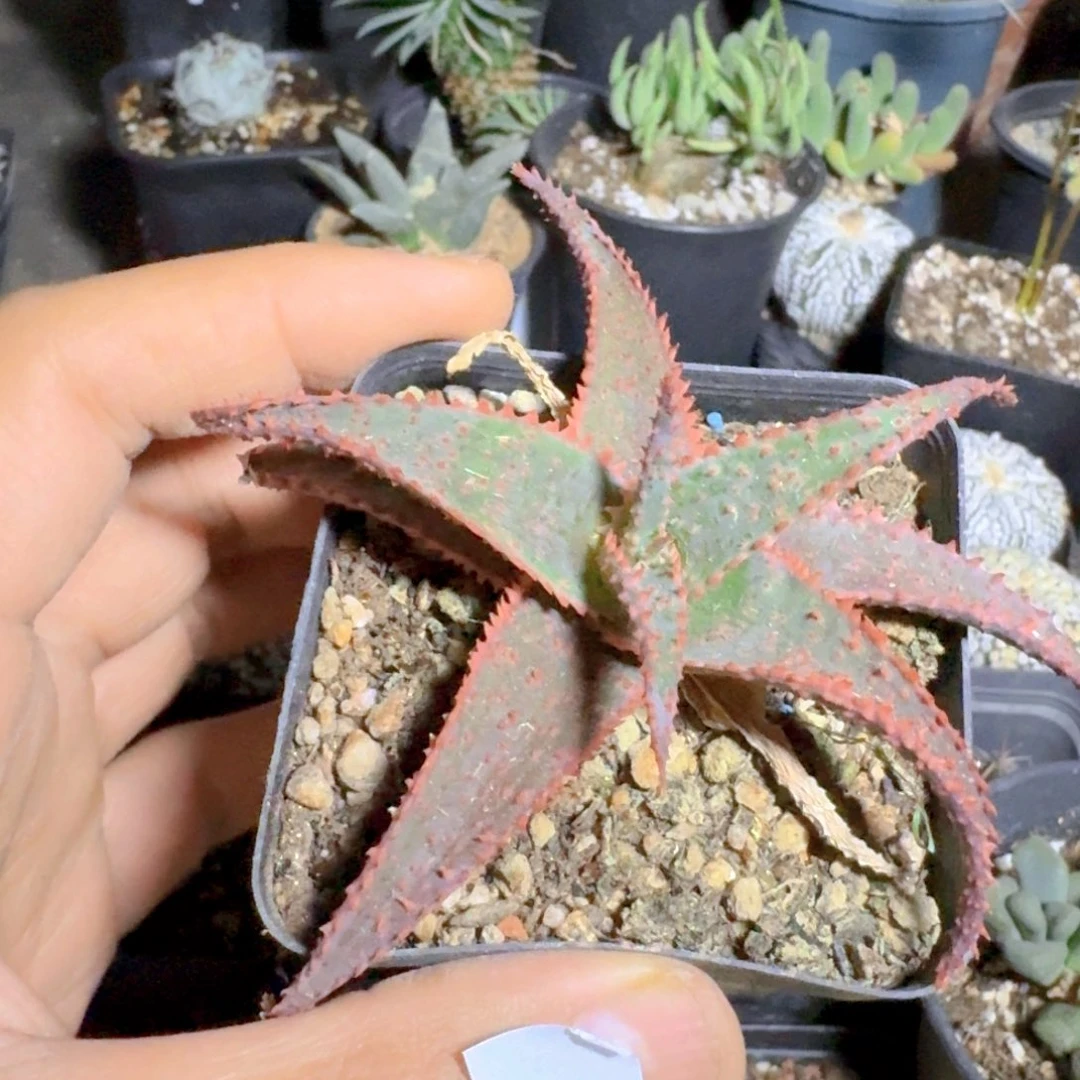 642芦荟脱土发货自根