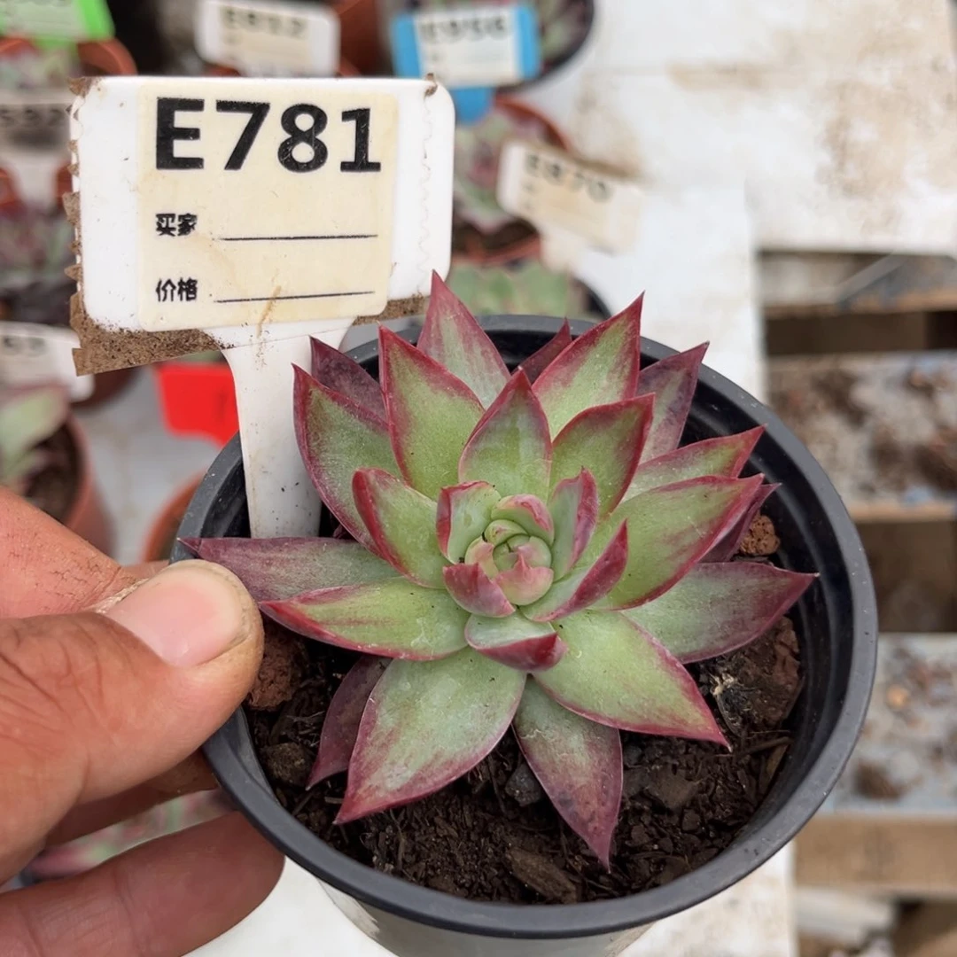 惊鸿一瞥多肉植物781