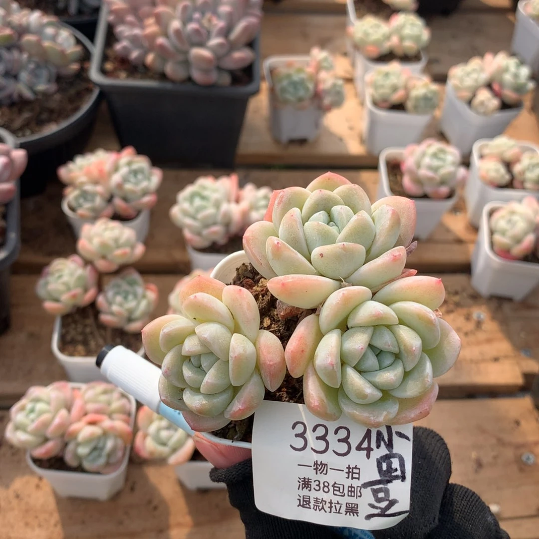 小*豆8厘米三头冰玉3334