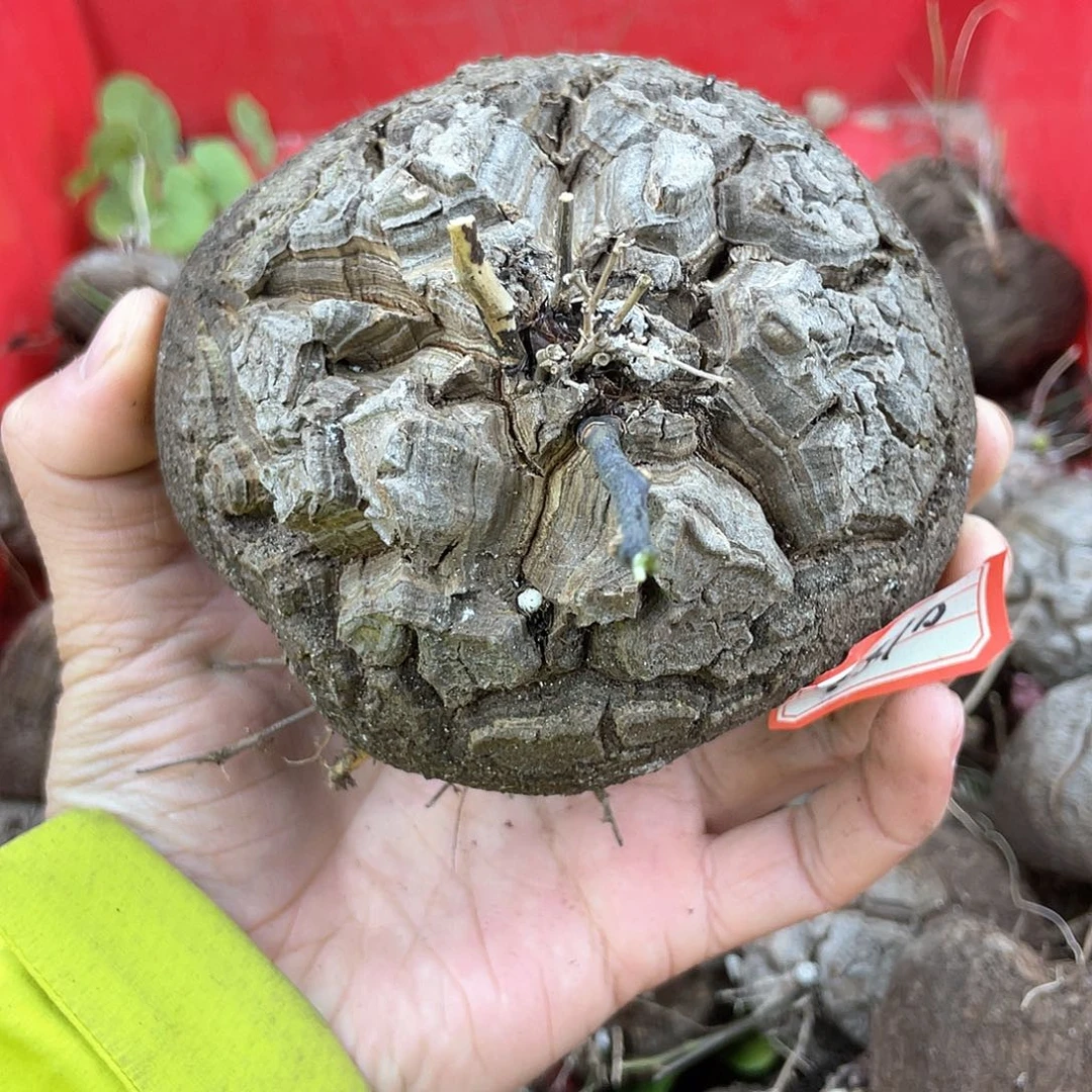 龟甲龙一物一拍1810号11.8cm