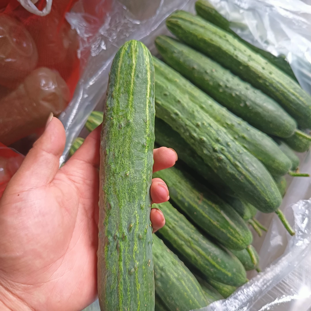 新鲜现摘水果旱黄瓜清香可口可生吃现摘即食湖北当季蔬菜