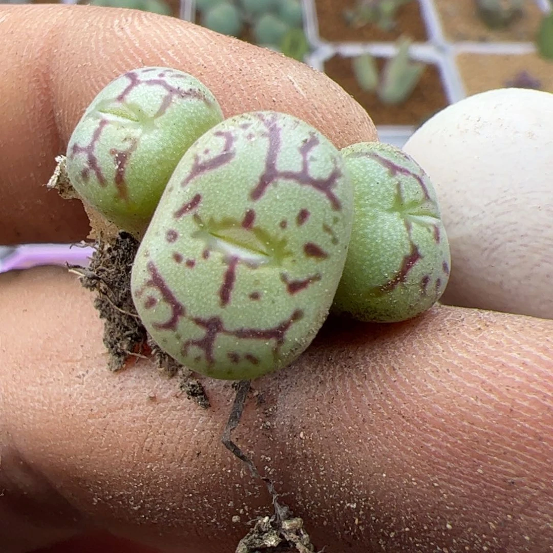 好看的小肉肉22081