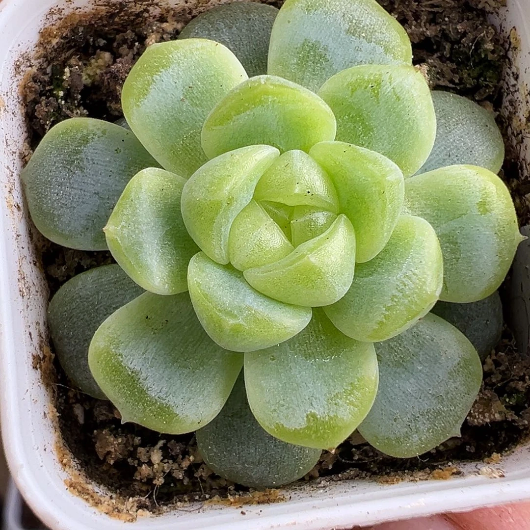 开播福利 童话甜心P88