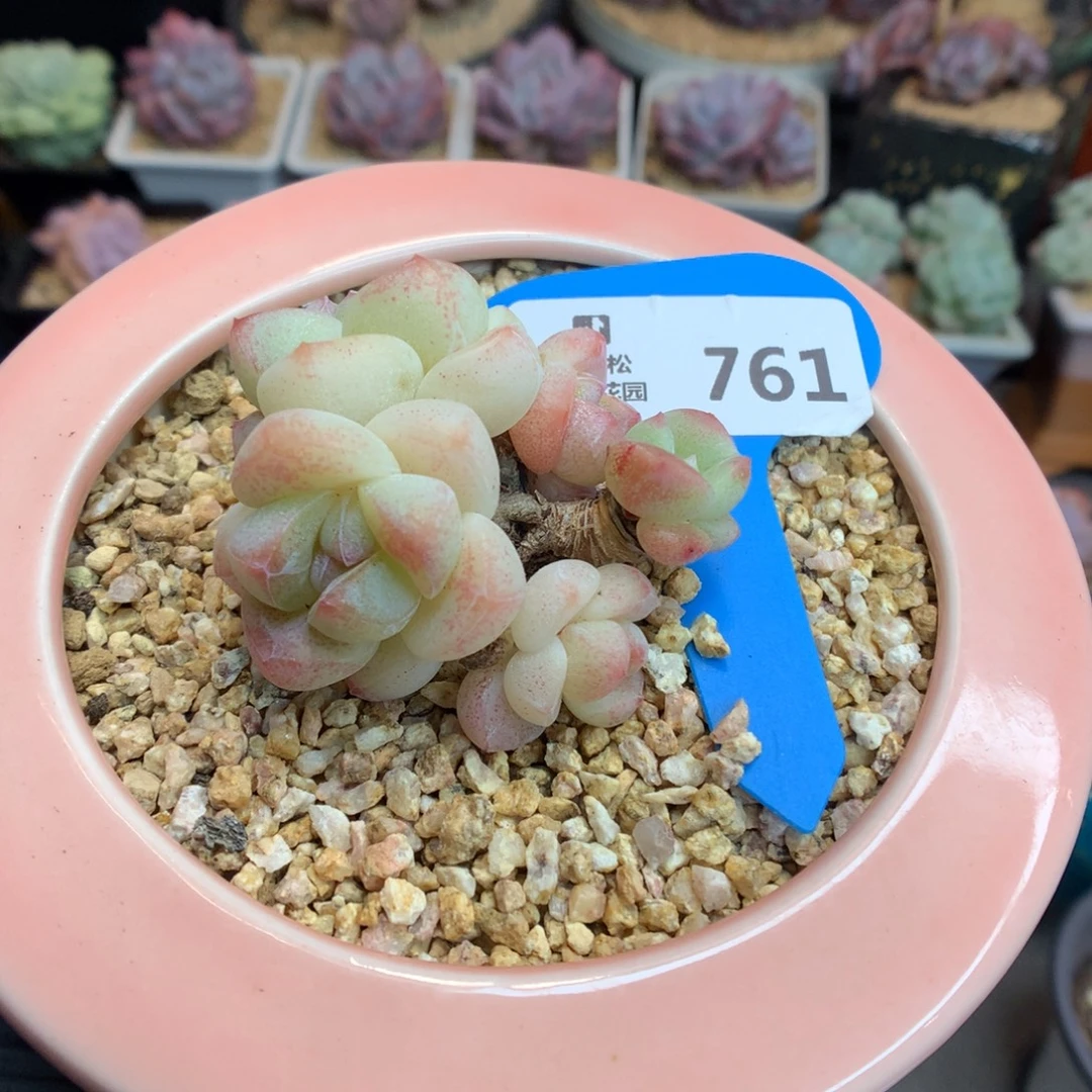 761 小脸糖心冰玉