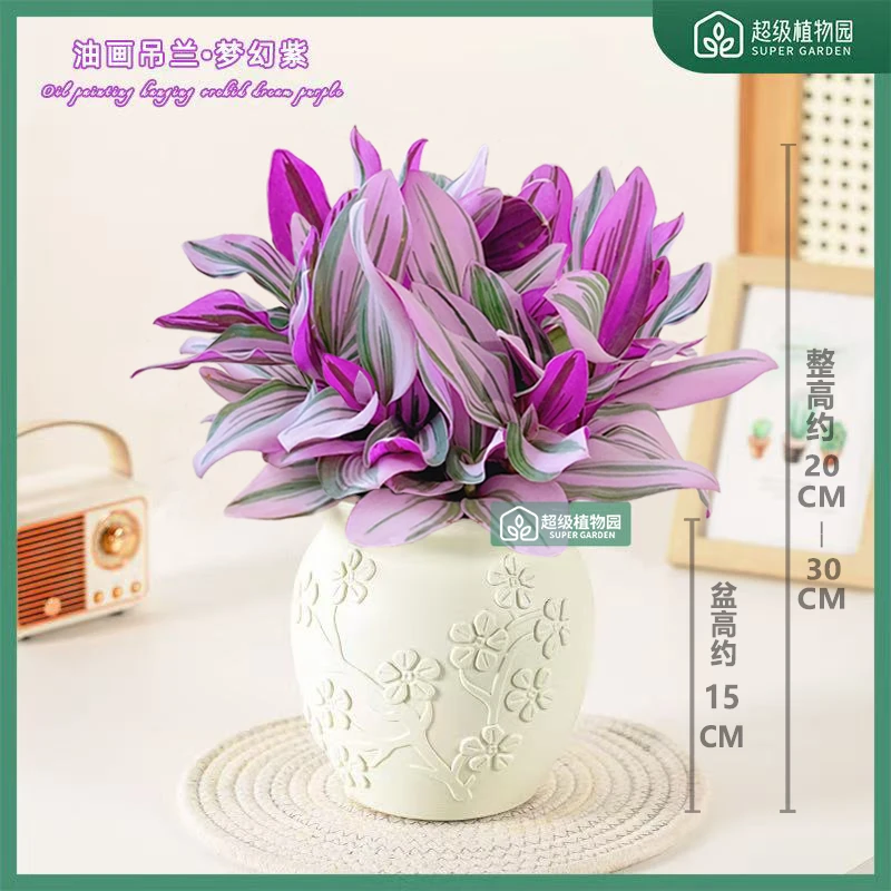 婚礼油画吊兰花卉盆栽室内垂吊植物办公室桌面客厅盆景四季绿植