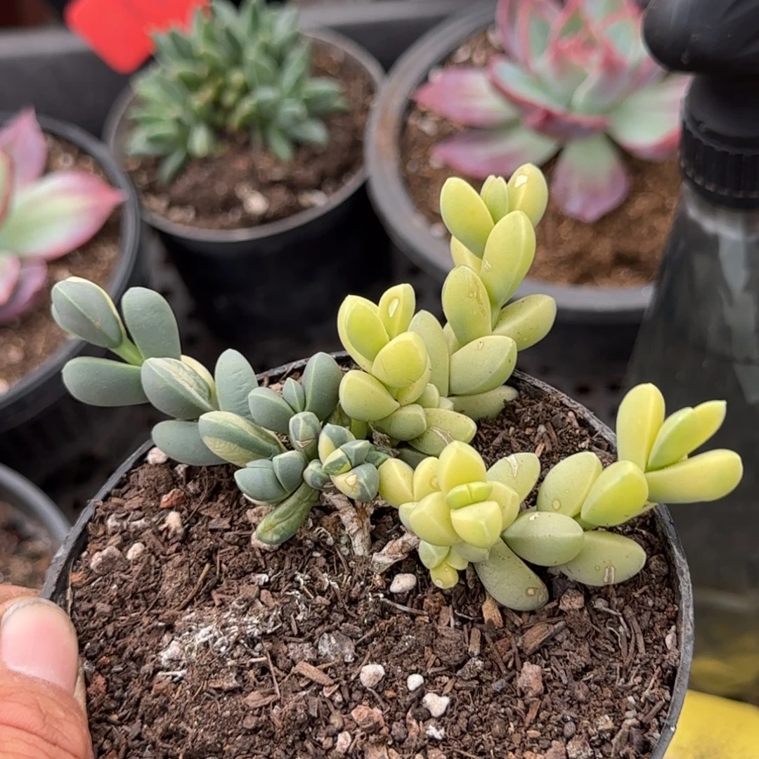 鹿角锦惊鸿一物一拍包装收缩花旱