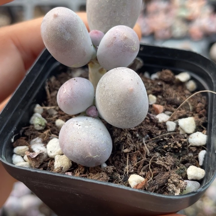 一物一拍米可奶满18包邮