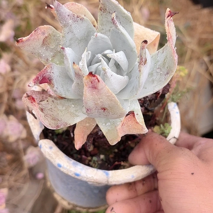 仙女杯多肉植物提取