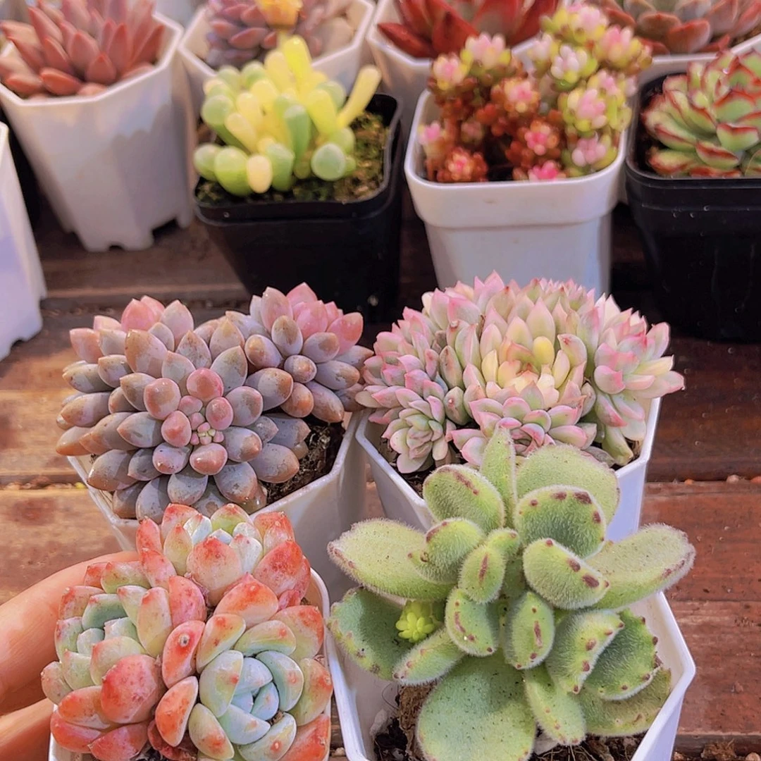 蓝舍➕刚毅多头➕熊童子➕女雏锦