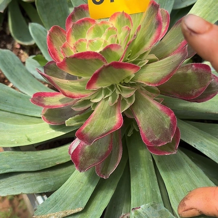 多肉植物玉芙蓉3733