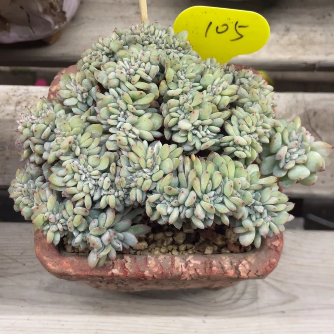 石榴子星影缀化满天星105