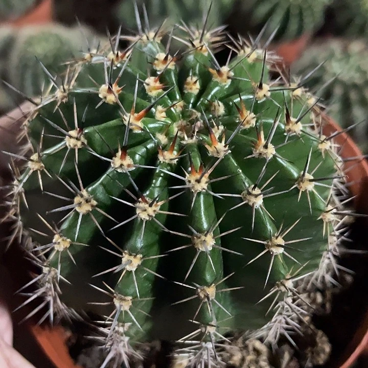 实生彩草带盆土发货