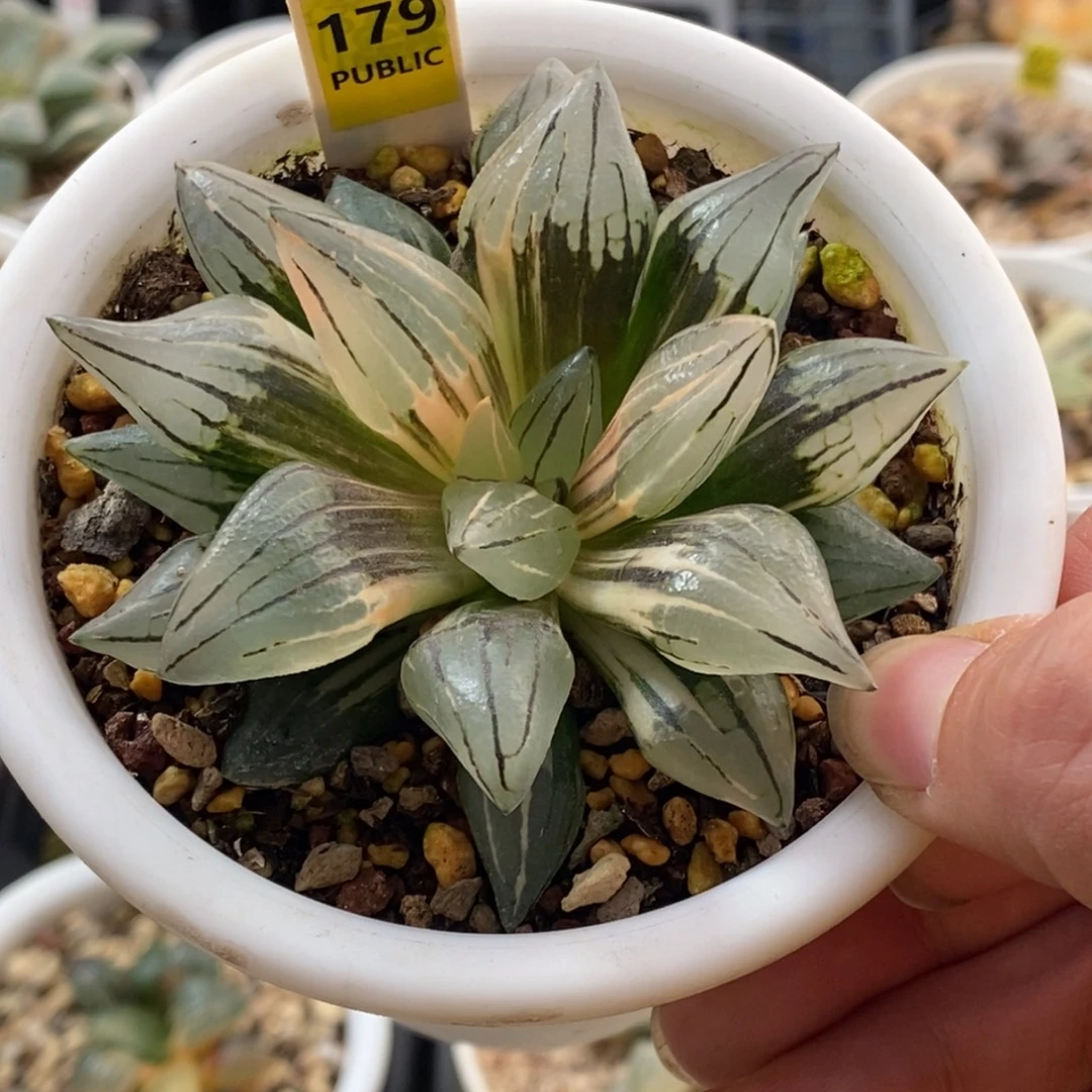 179号西瓜锦多肉植物