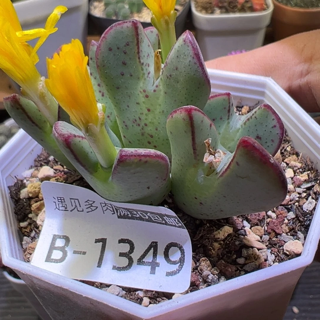 多肉植物11111111111