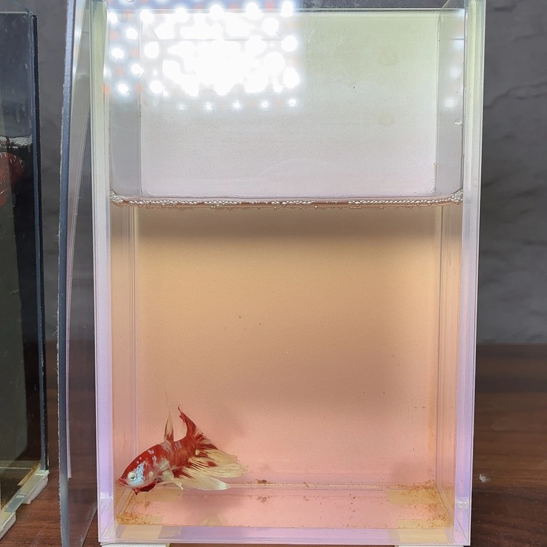 斗鱼巴塞隆半月公鱼