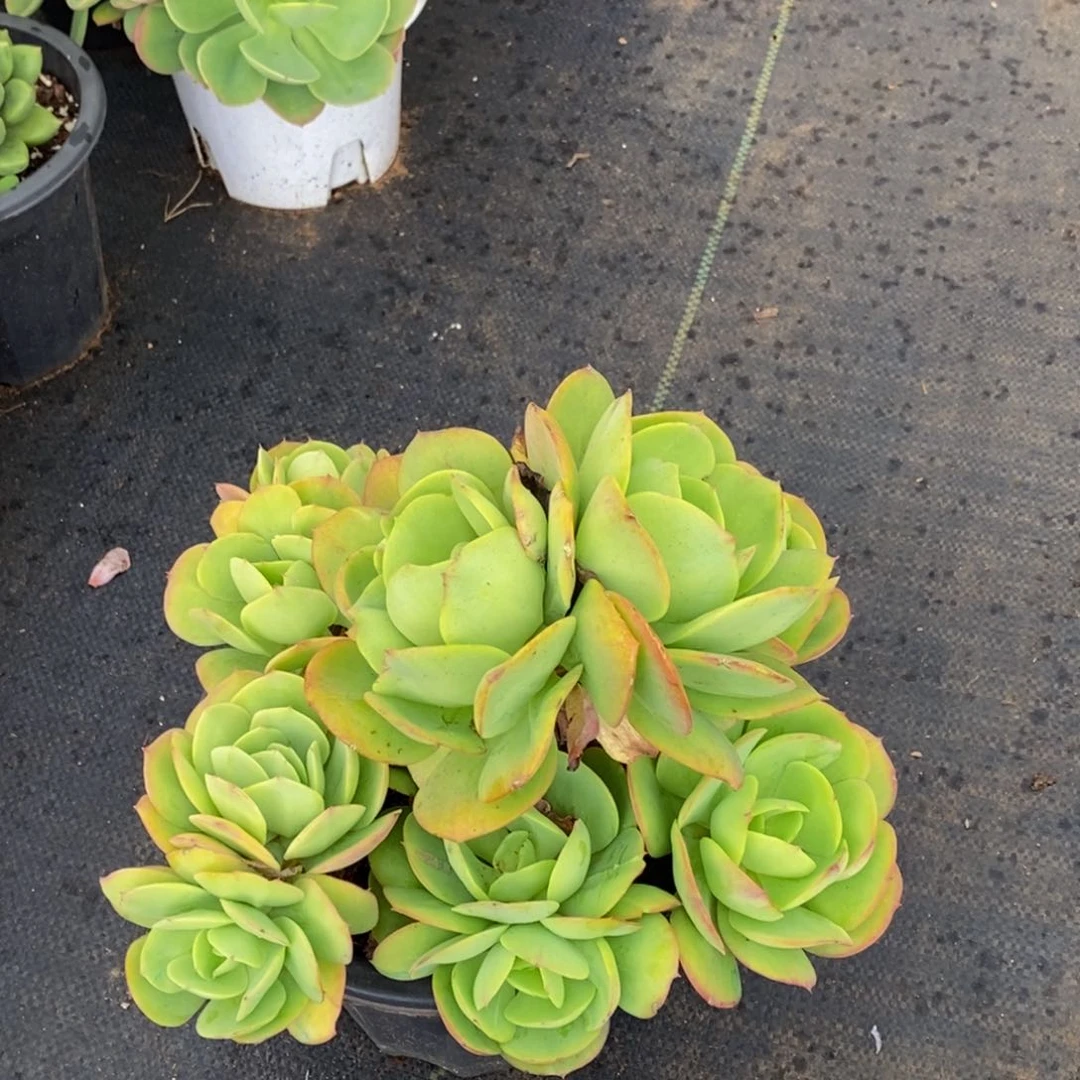 小*48包邮一物一拍多肉植物