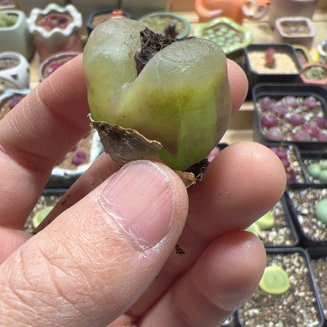 【闪购商品】95 毛锦