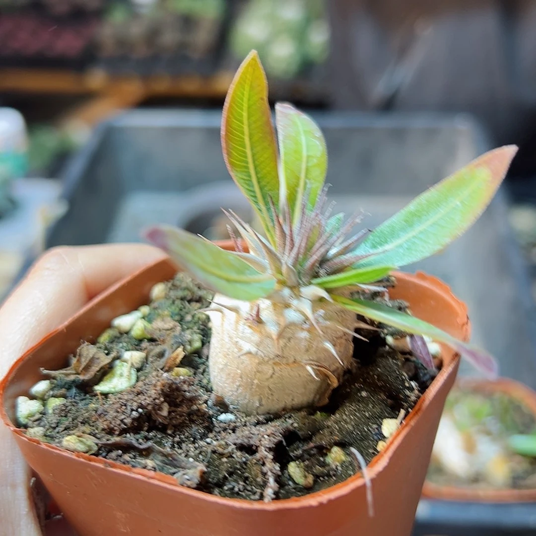 惠比大黑3公分带盆