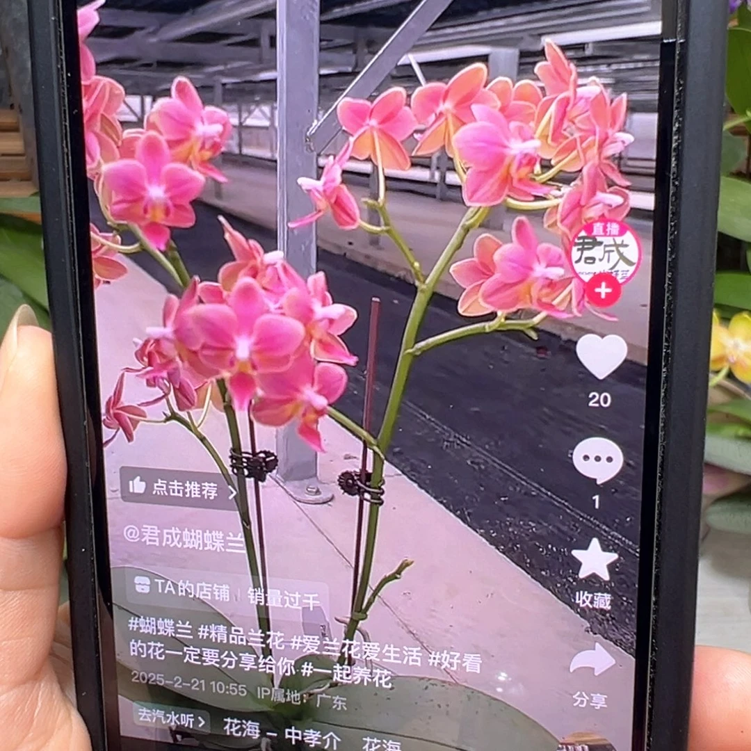 当前无花栽培后可以开花魅力3252