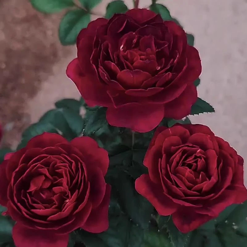 黑红色果汁阳台月季浓香型直播间专属链接