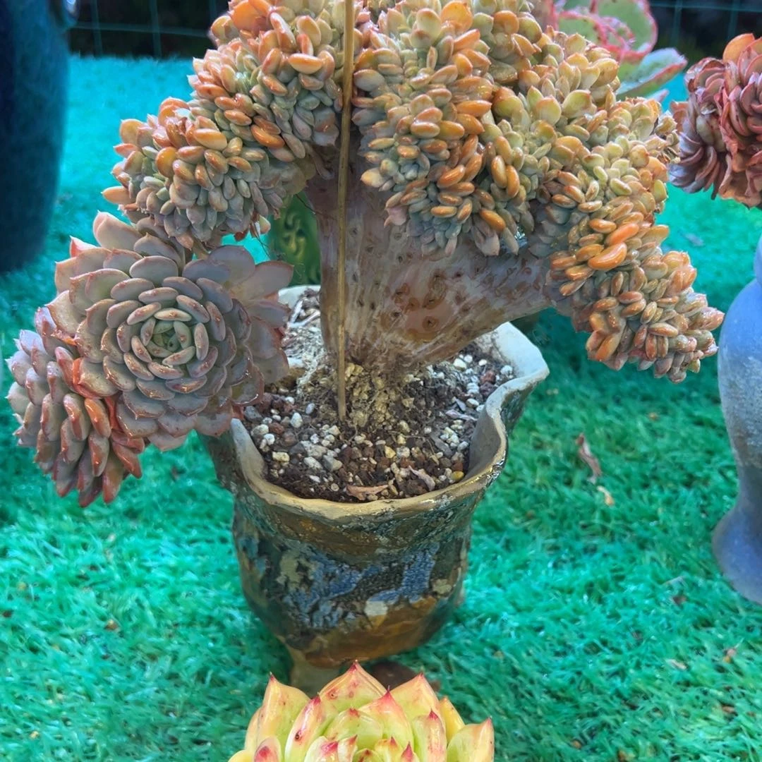 玛瑙坠，，，，，，，，，，，，，