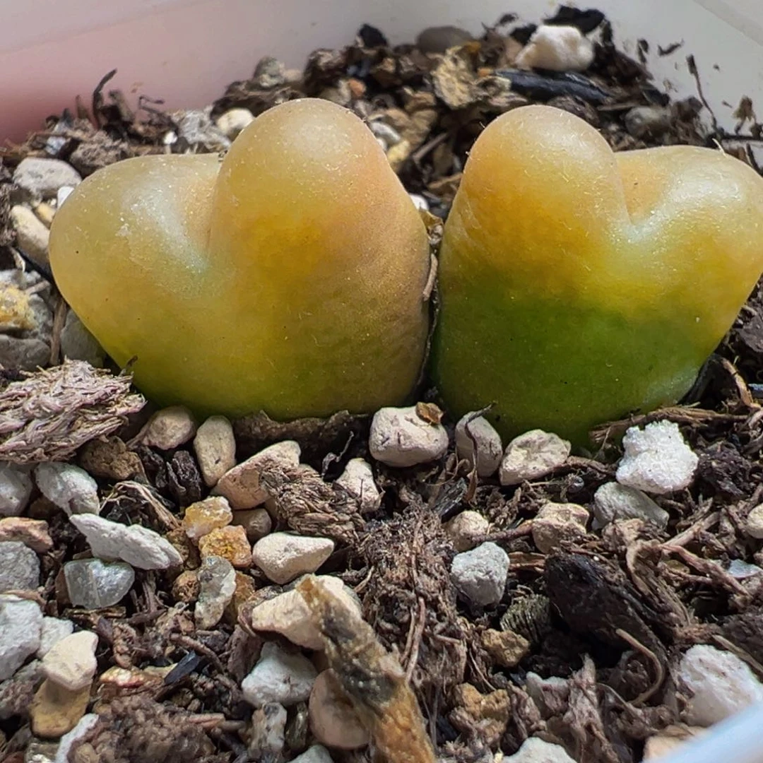 024多肉植物种类多样