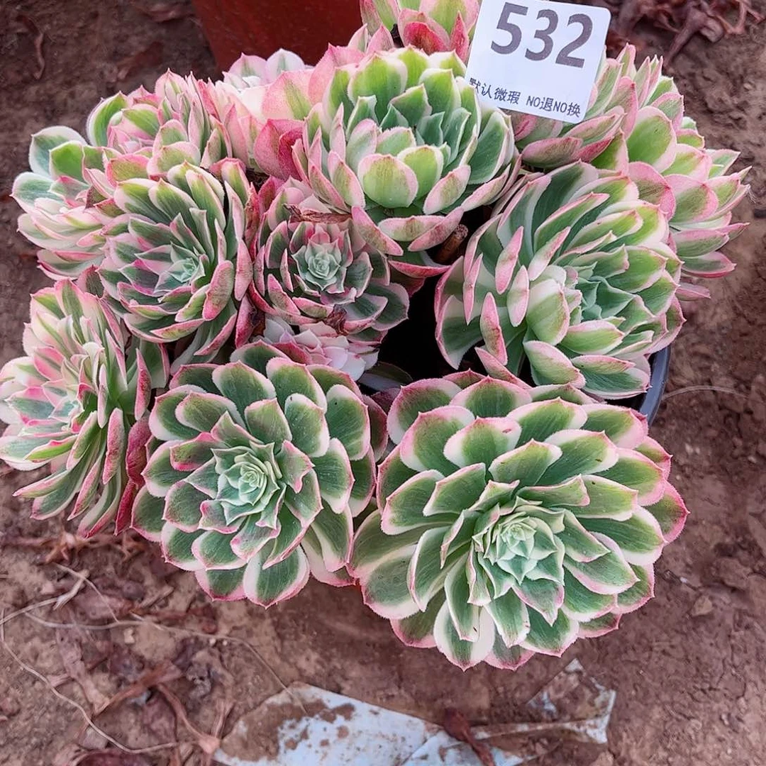 无花朵多肉植物532