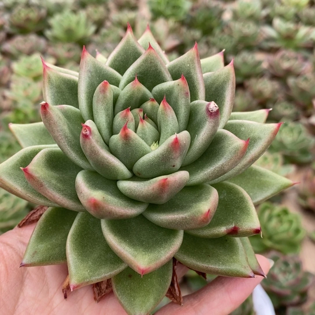 无花朵395 号东云系多肉植物