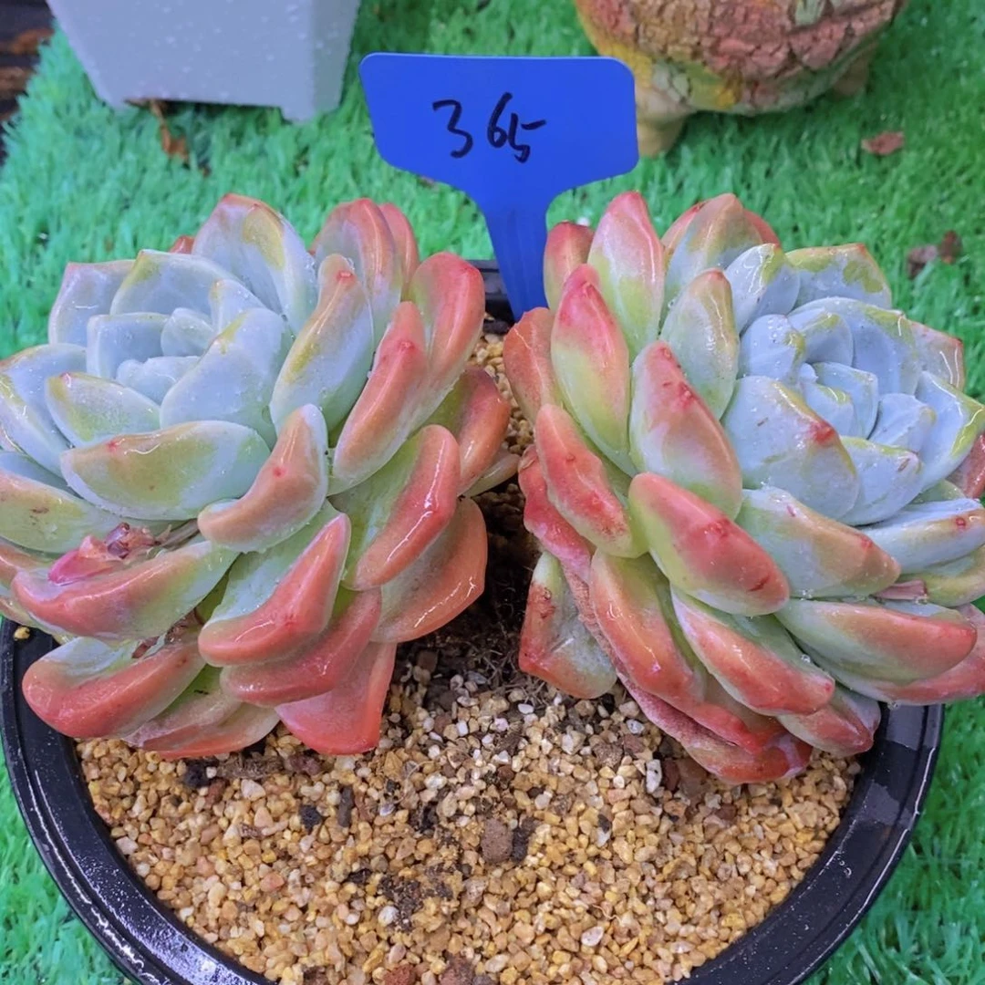 s****n开心多肉植物多肉