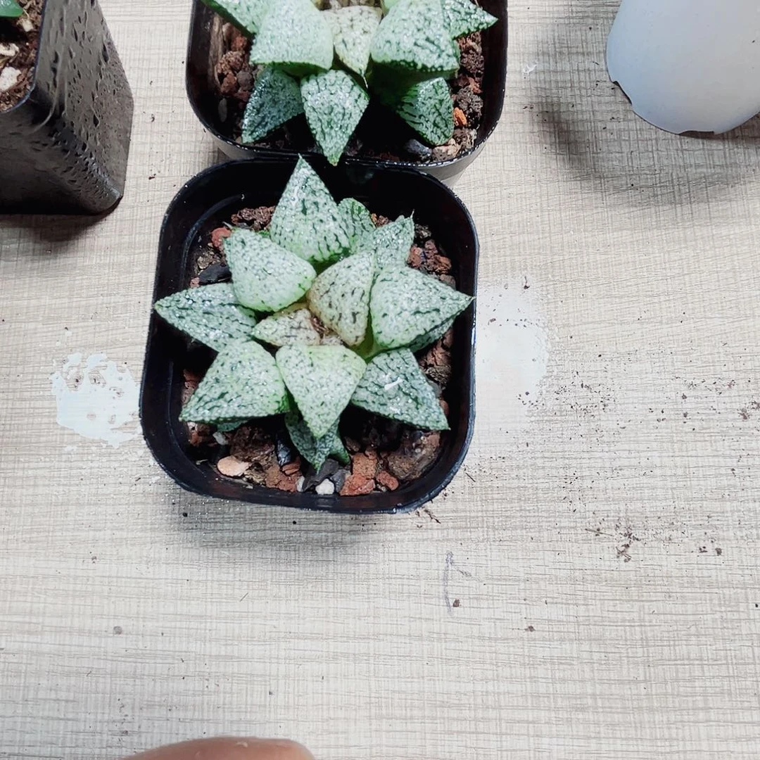 z***堡特价两颗白魔法多肉植物