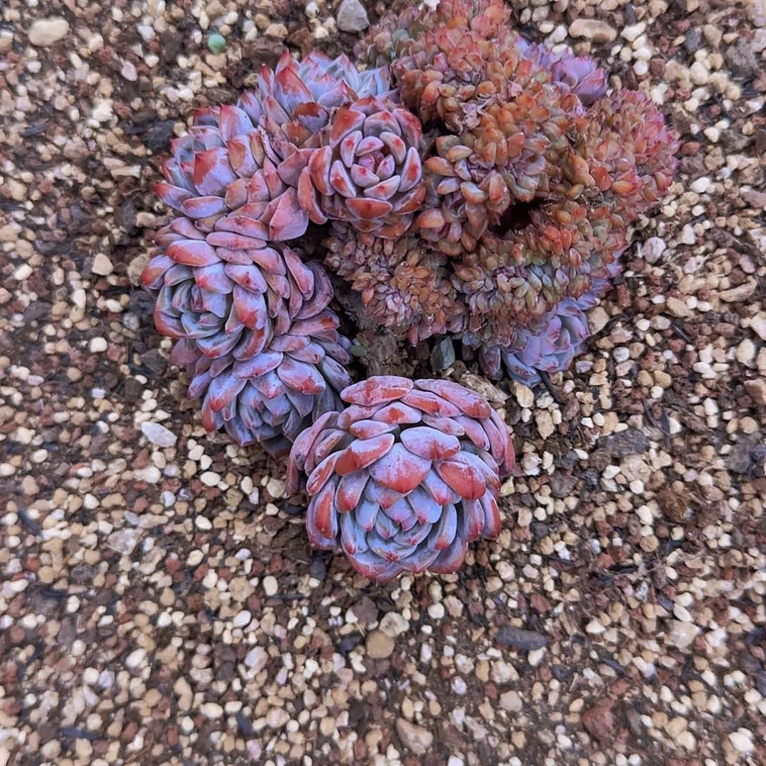 小****星星橙缀化一物一拍