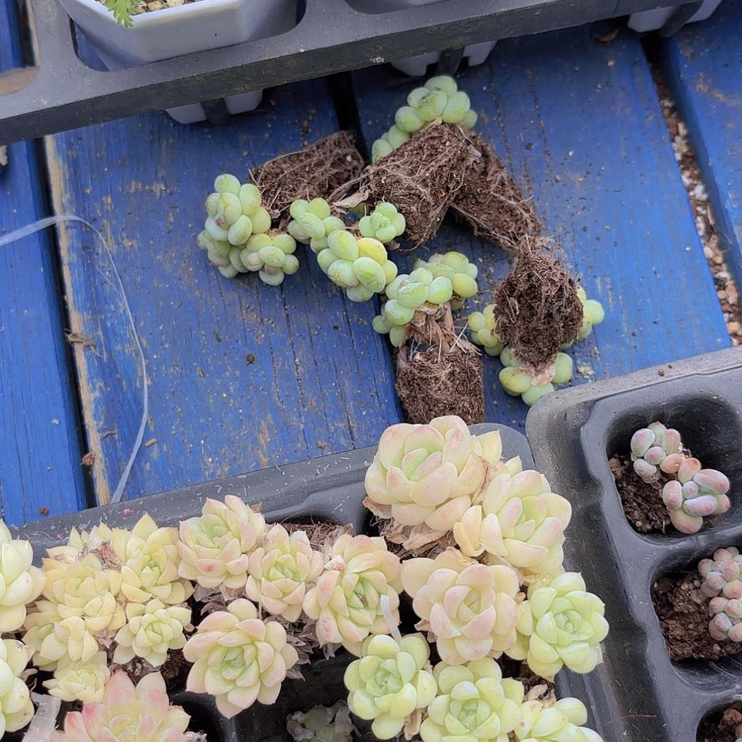 嘿***嘿阳光玫瑰五颗一物一拍