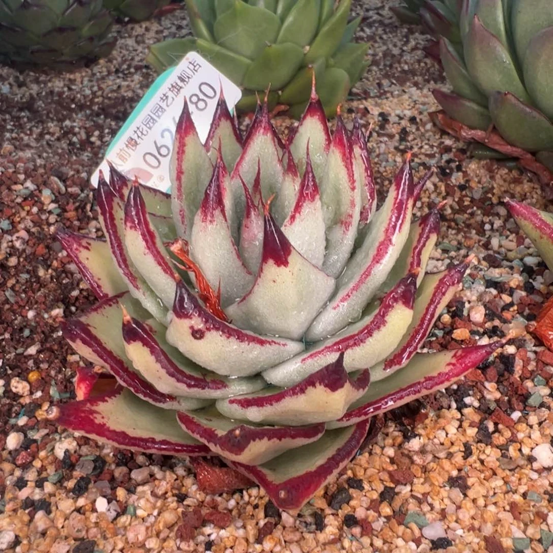 从前慢多肉精选编号0626.80