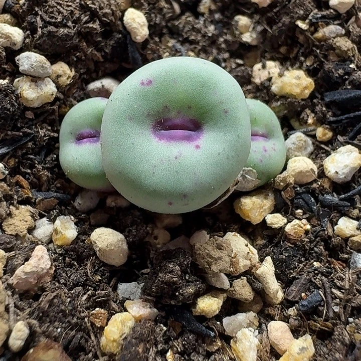老马生石花se嘴2155