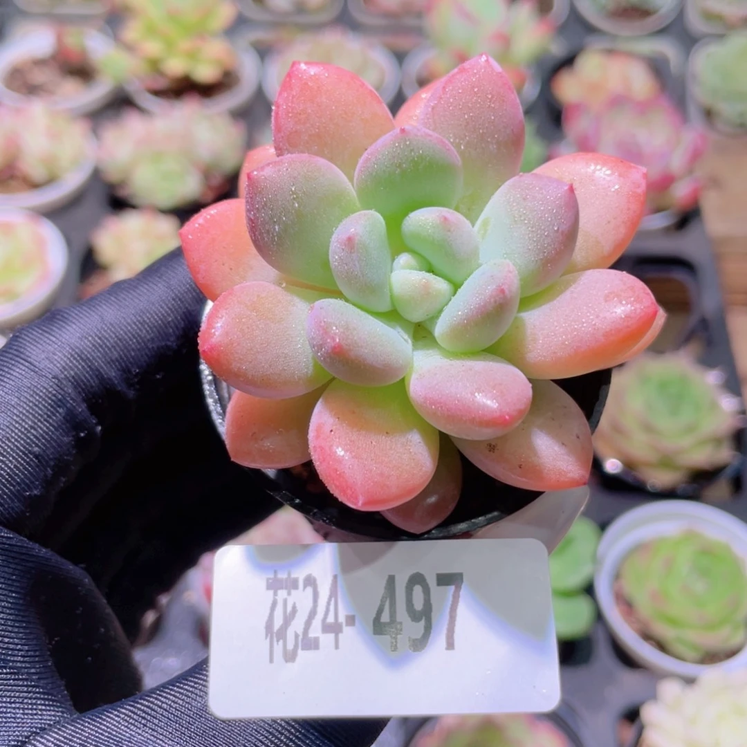 花利美24-497白鹭