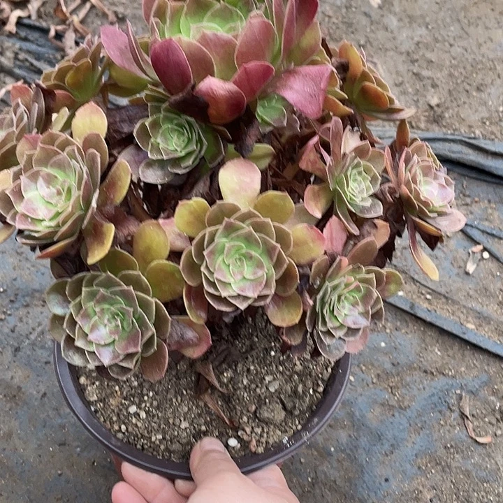 814黑寡妇多肉植物法师