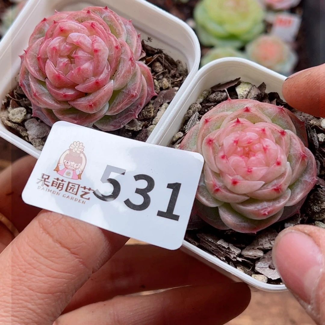 多肉植物多肉植物