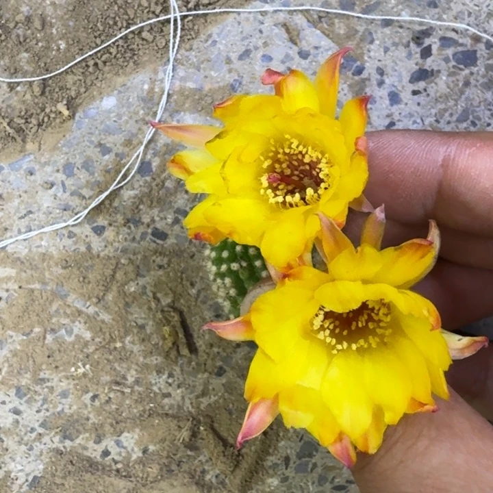 2白檀吕日落歪3个无根侧牙小，20包邮