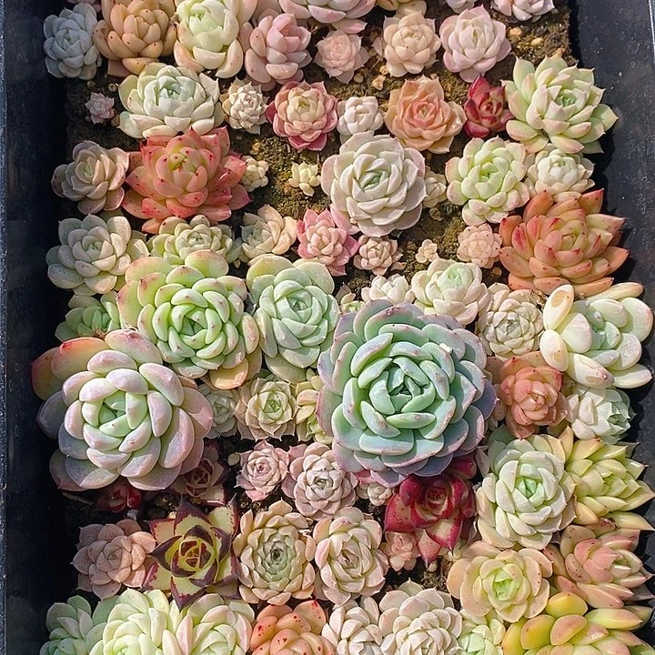 61 多肉盆栽花卉植物