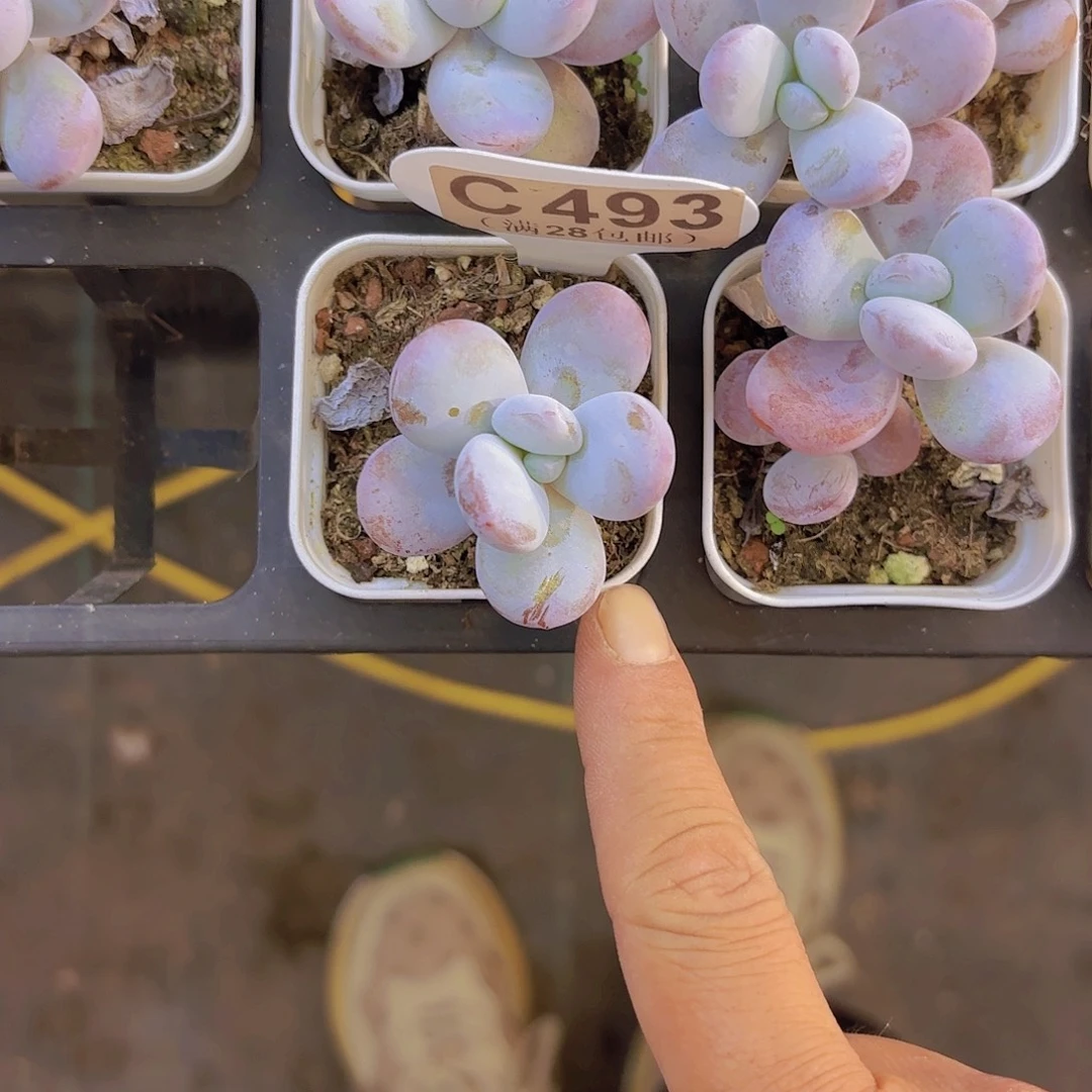 C493雪美人一物一拍