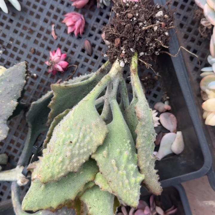 兔耳一根嫁接木的价格