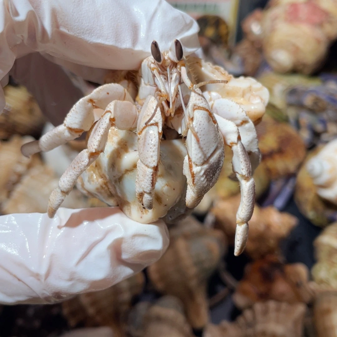 蜗居异宠寄居蟹0186红海