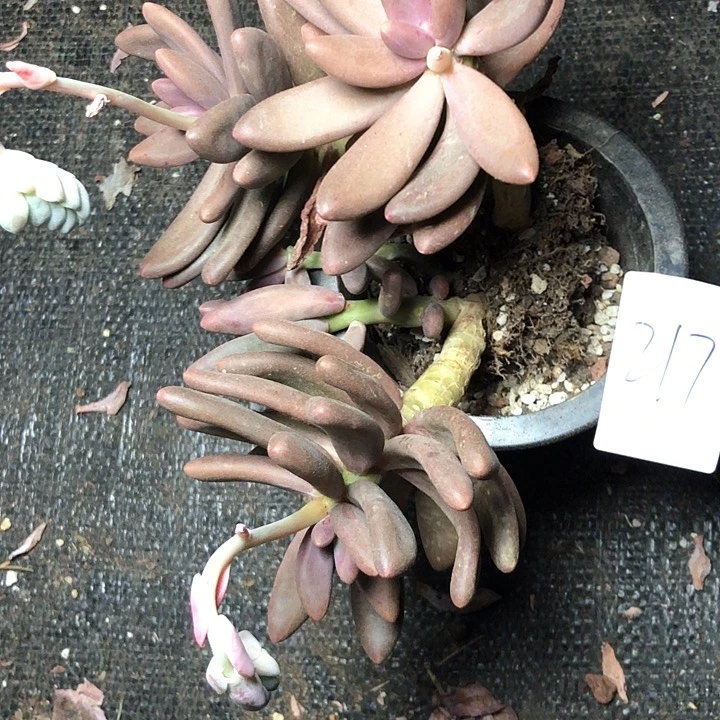 葛*217////////////////